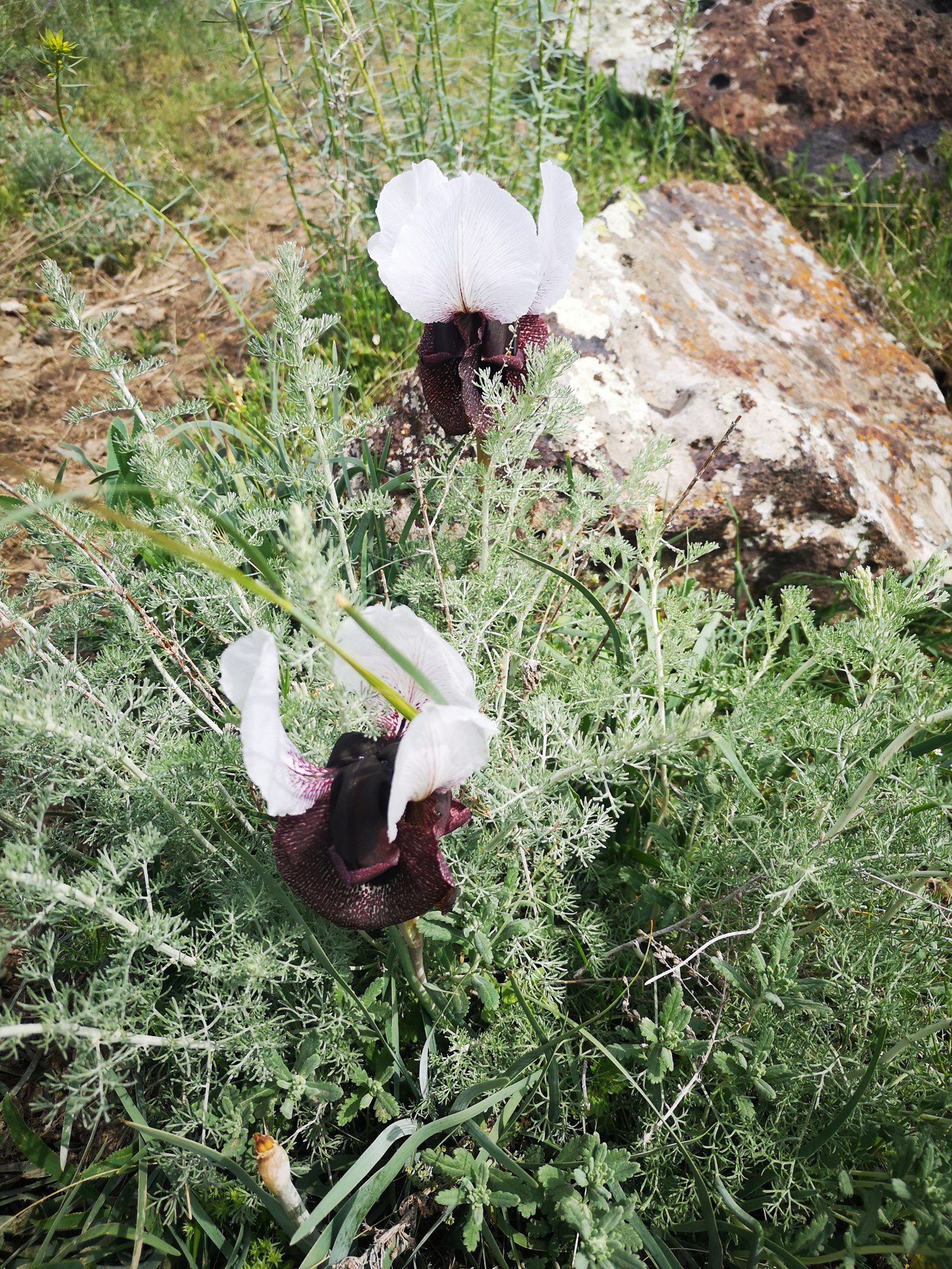 Species Conservation